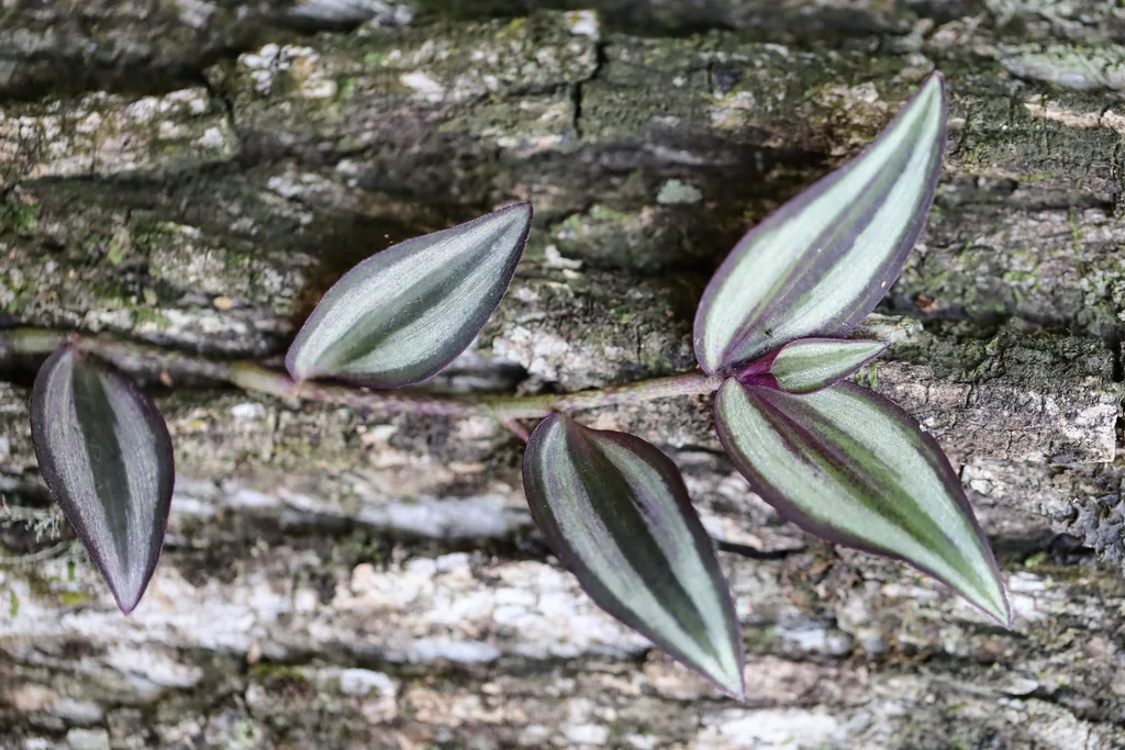 Tradescantia Zebrina