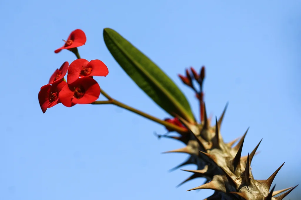 Euphorbia Milii