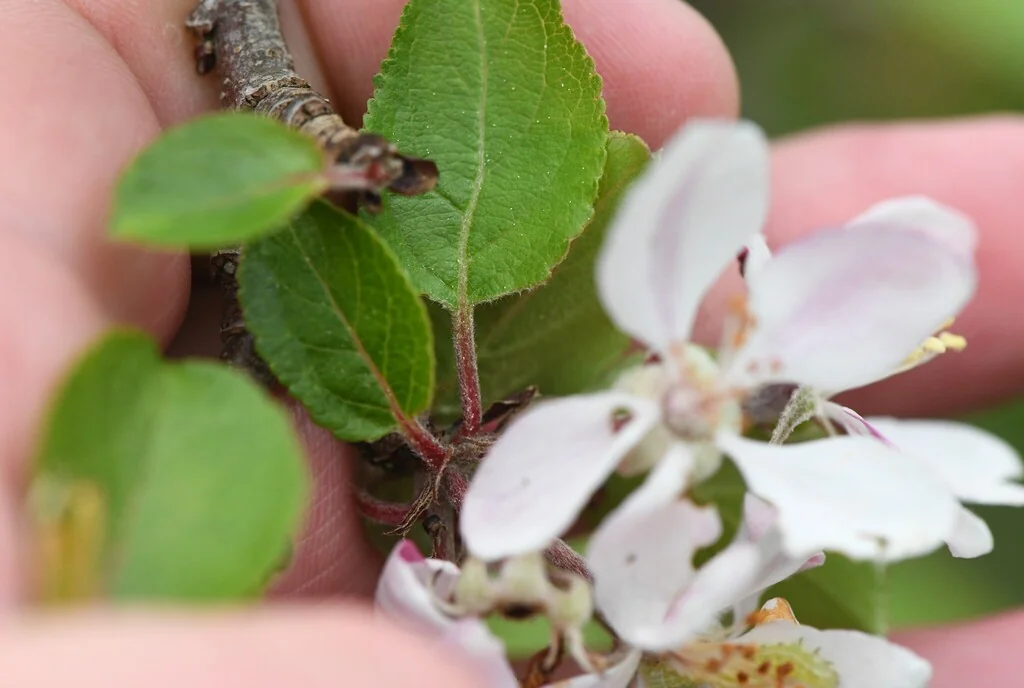 Malus Sylvestris