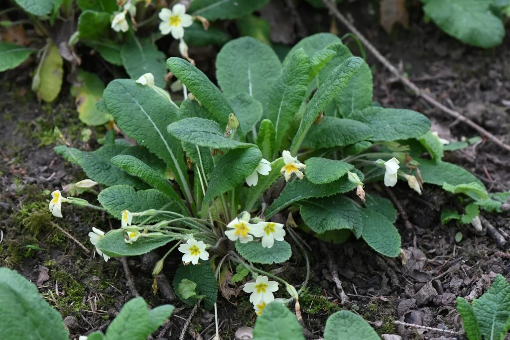 Primula vulgaris