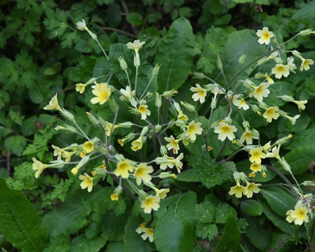 Primula X Polyantha