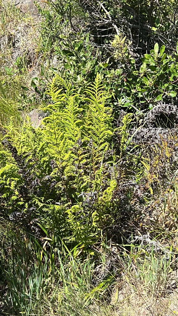 Woodwardia Fimbriata