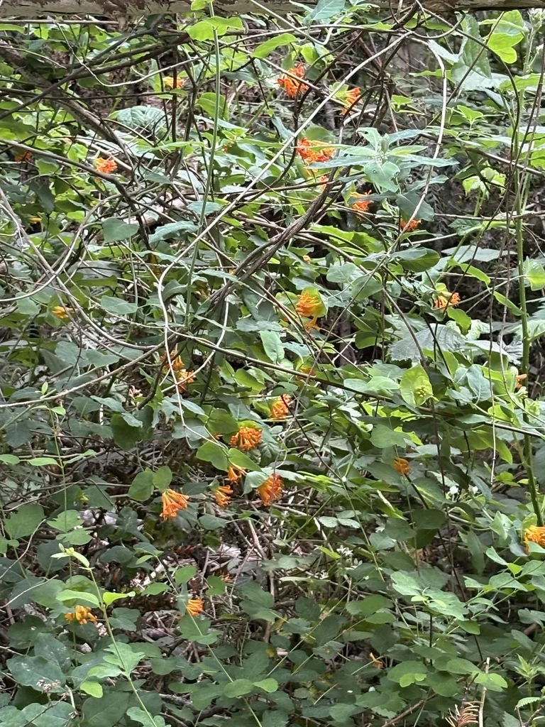 Lonicera Ciliosa
