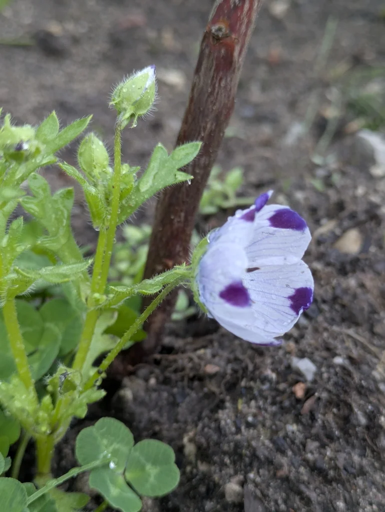 Nemophila Maculata