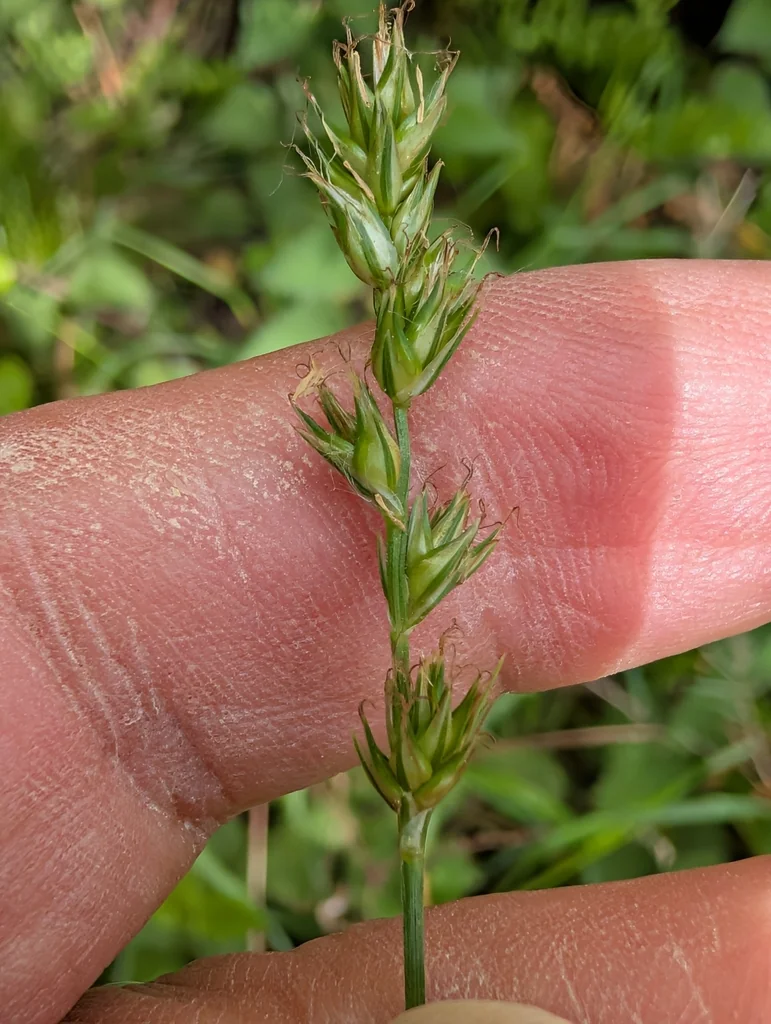 Carex Divulsa