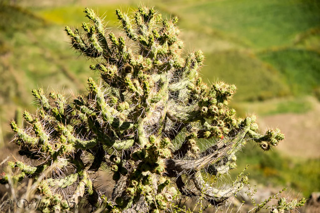 Opuntia Subulata