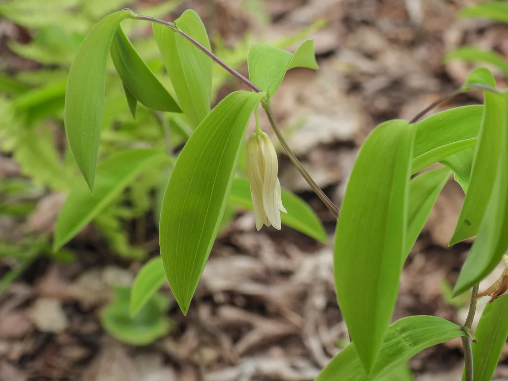 Uvularia Sessilifolia
