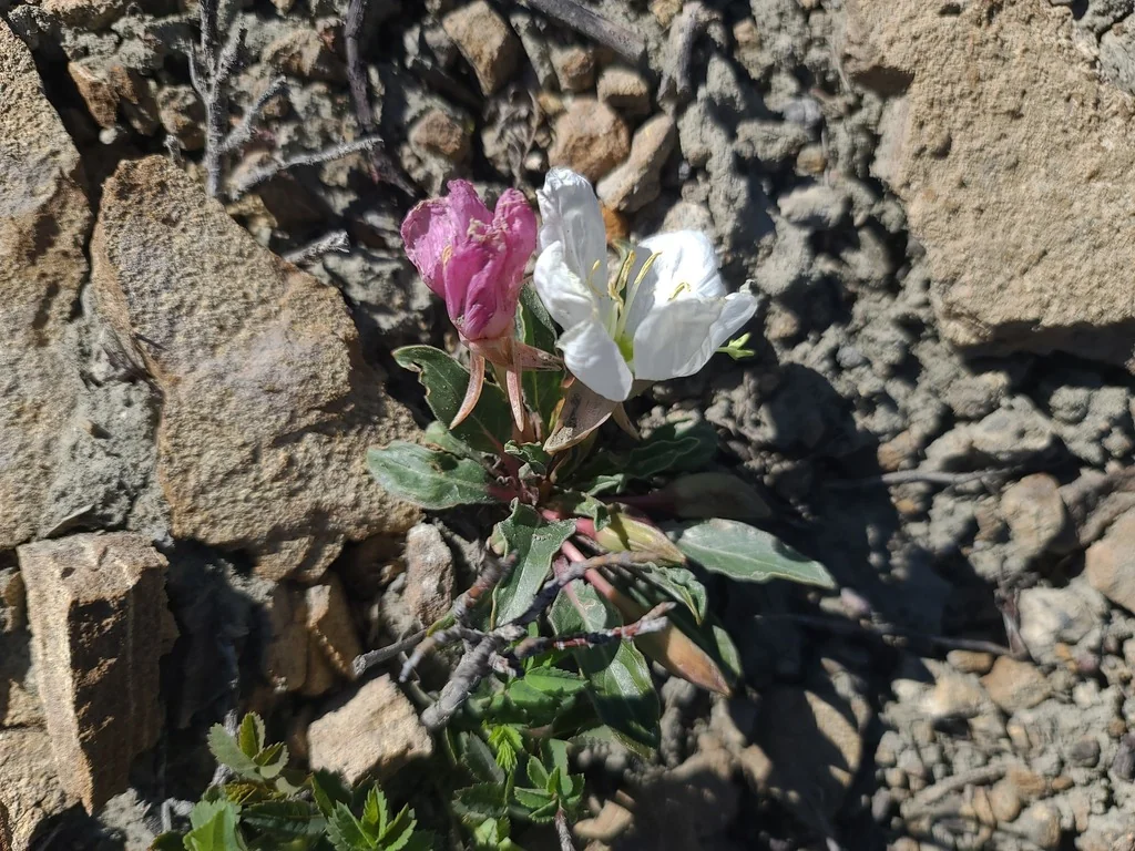 Oenothera Caespitosa