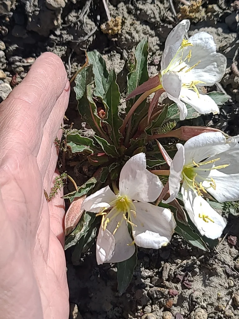 Oenothera Caespitosa