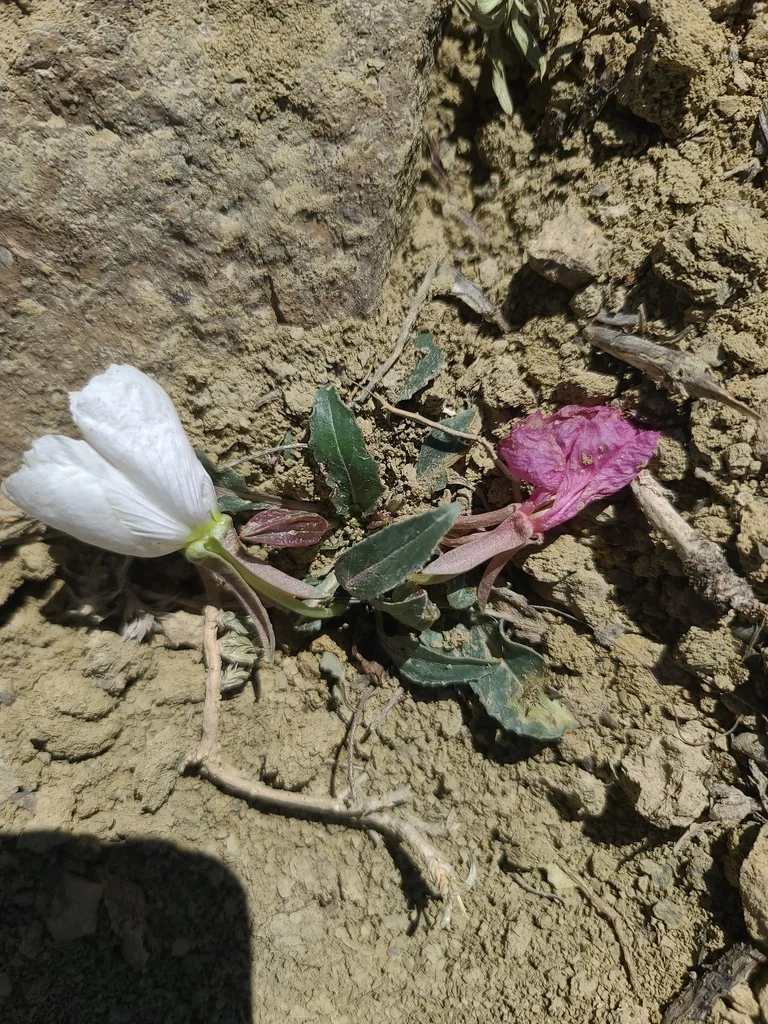 Oenothera Caespitosa