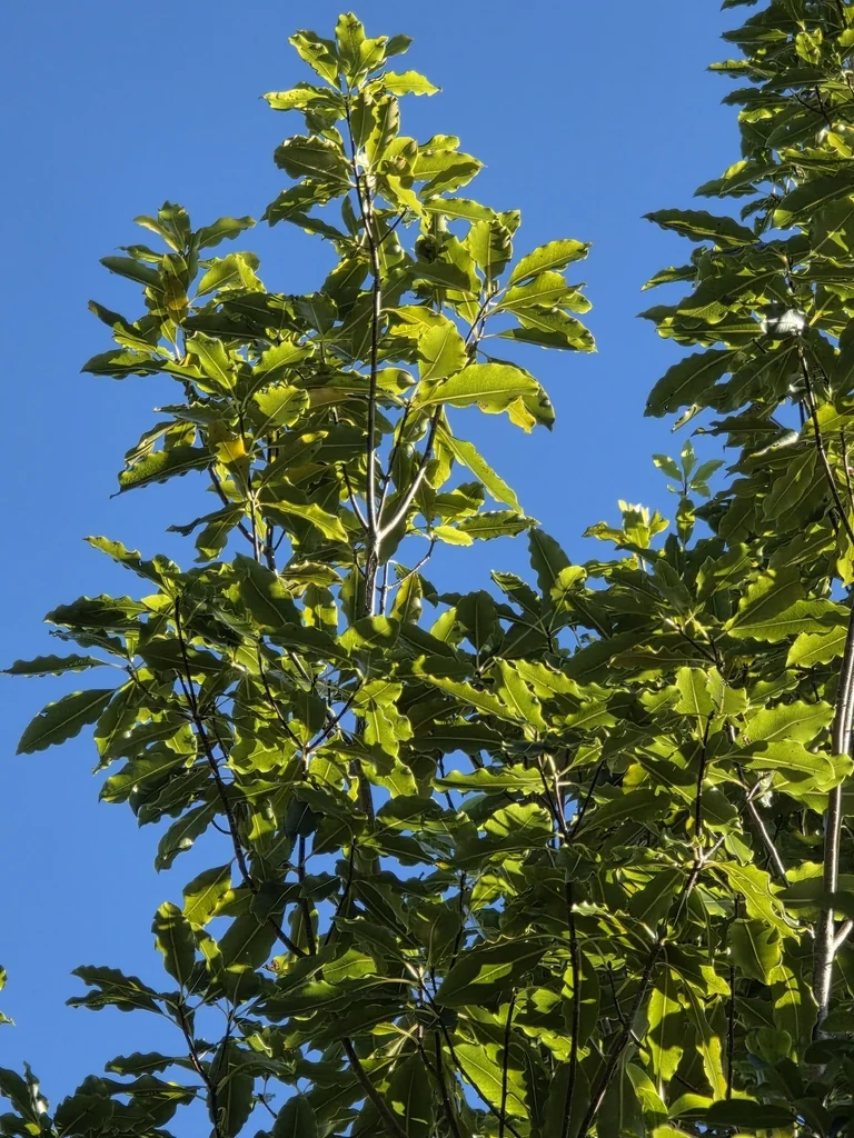 Pittosporum Eugenioides