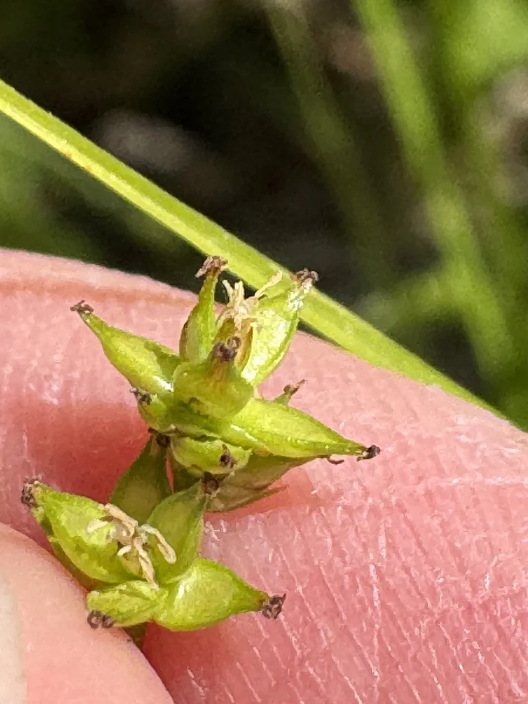 Carex Rosea