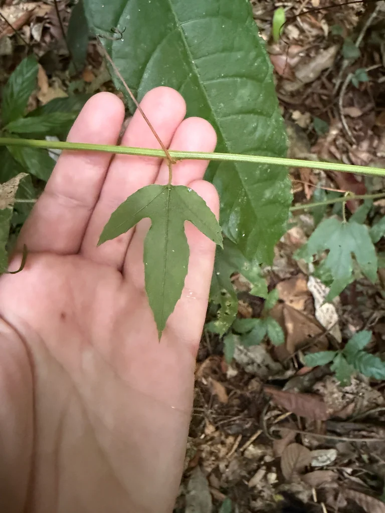Passiflora Vitifolia