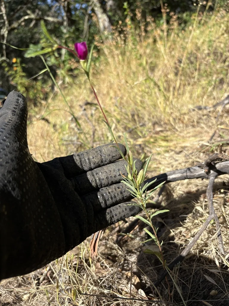 Clarkia Purpurea