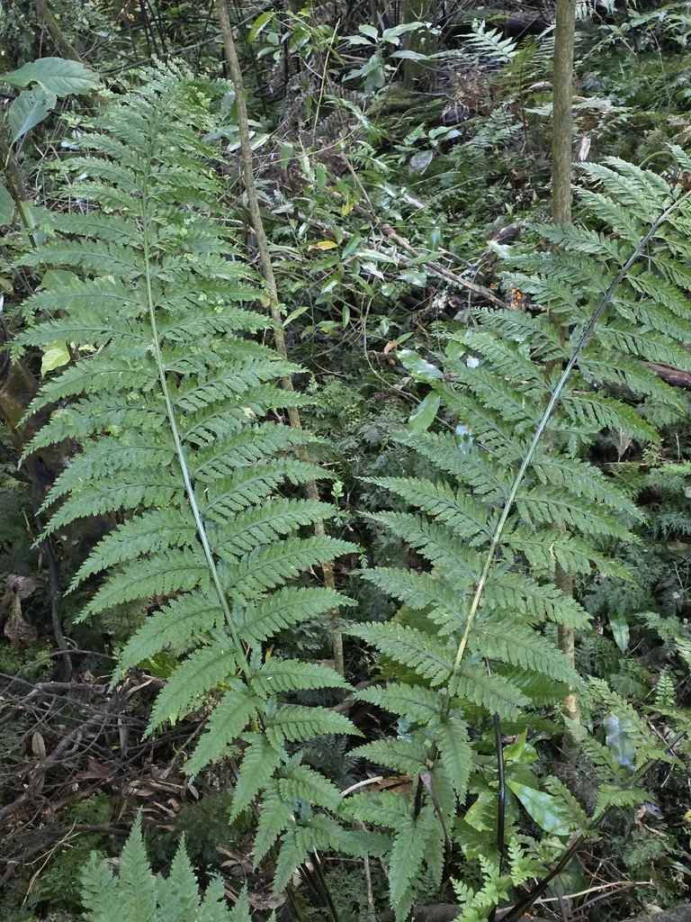 Asplenium Bulbiferum