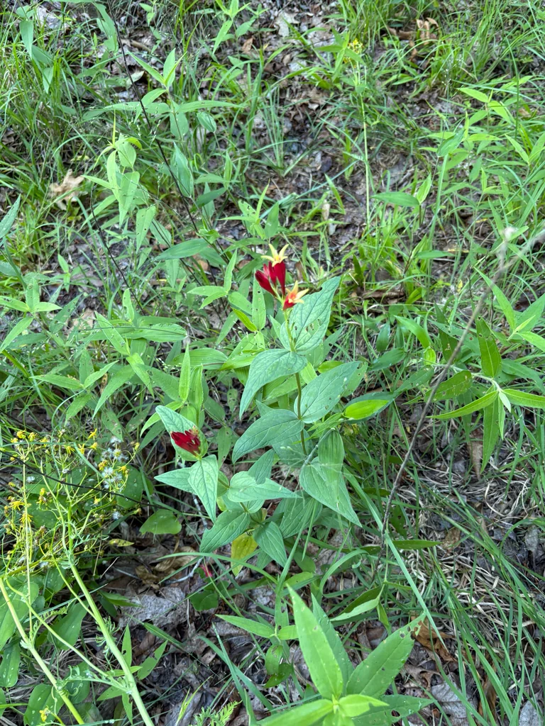 Spigelia marilandica