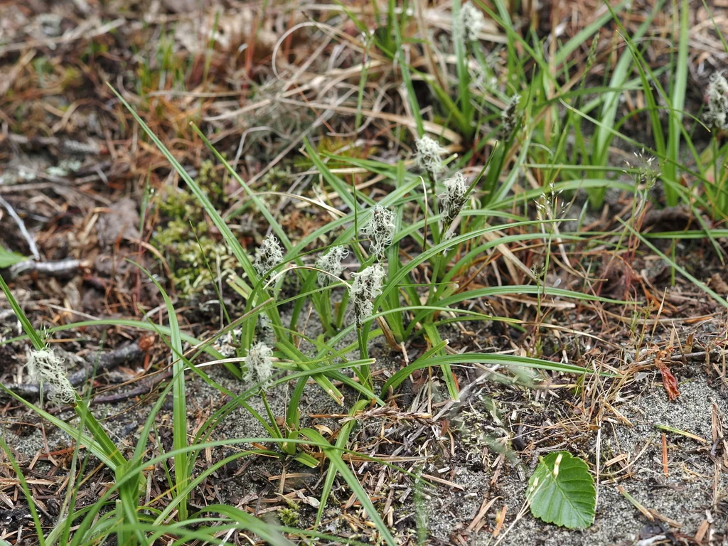 Carex Pansa