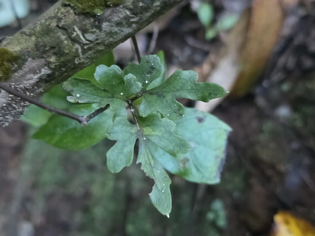 Clematis Paniculata