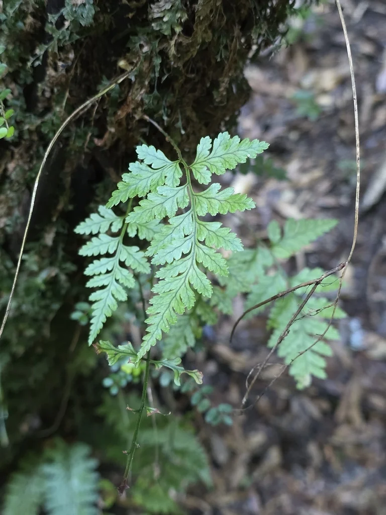Rumohra Adiantiformis