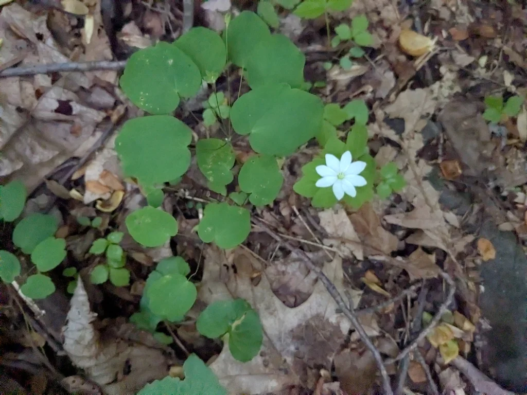 Anemonella Thalictroides