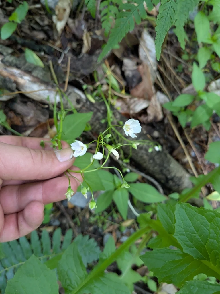 Claytonia Virginica