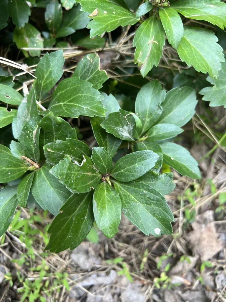 Pachysandra Terminalis