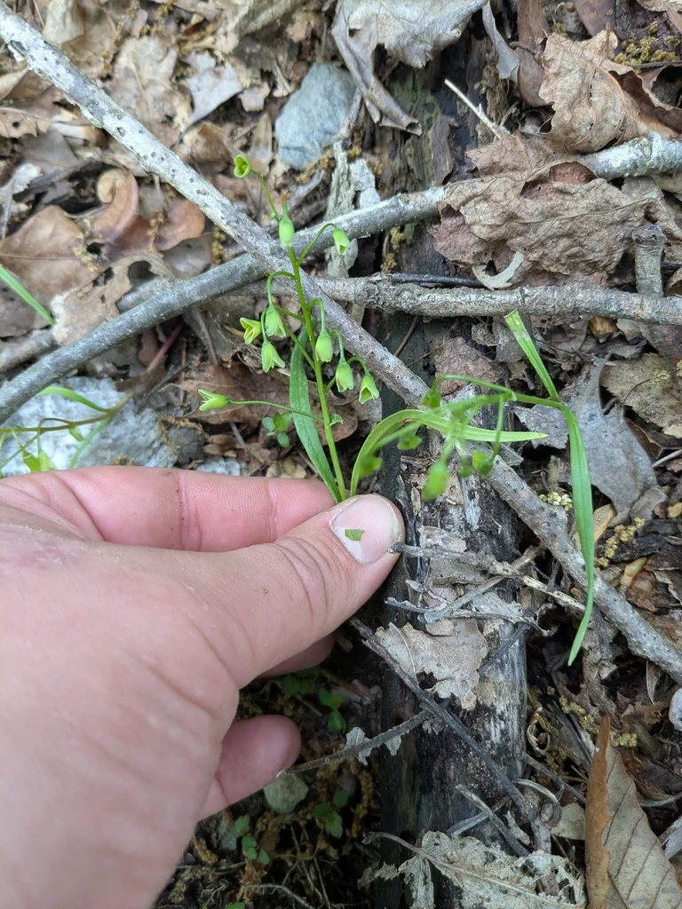 Claytonia Virginica