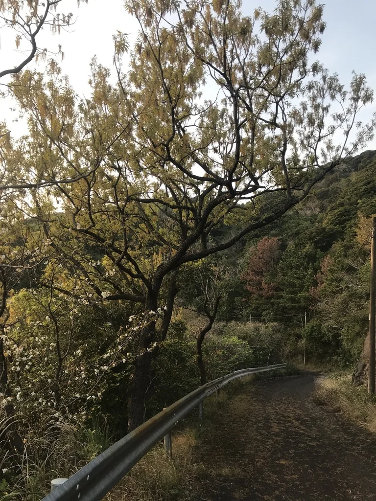 Quercus Acutissima