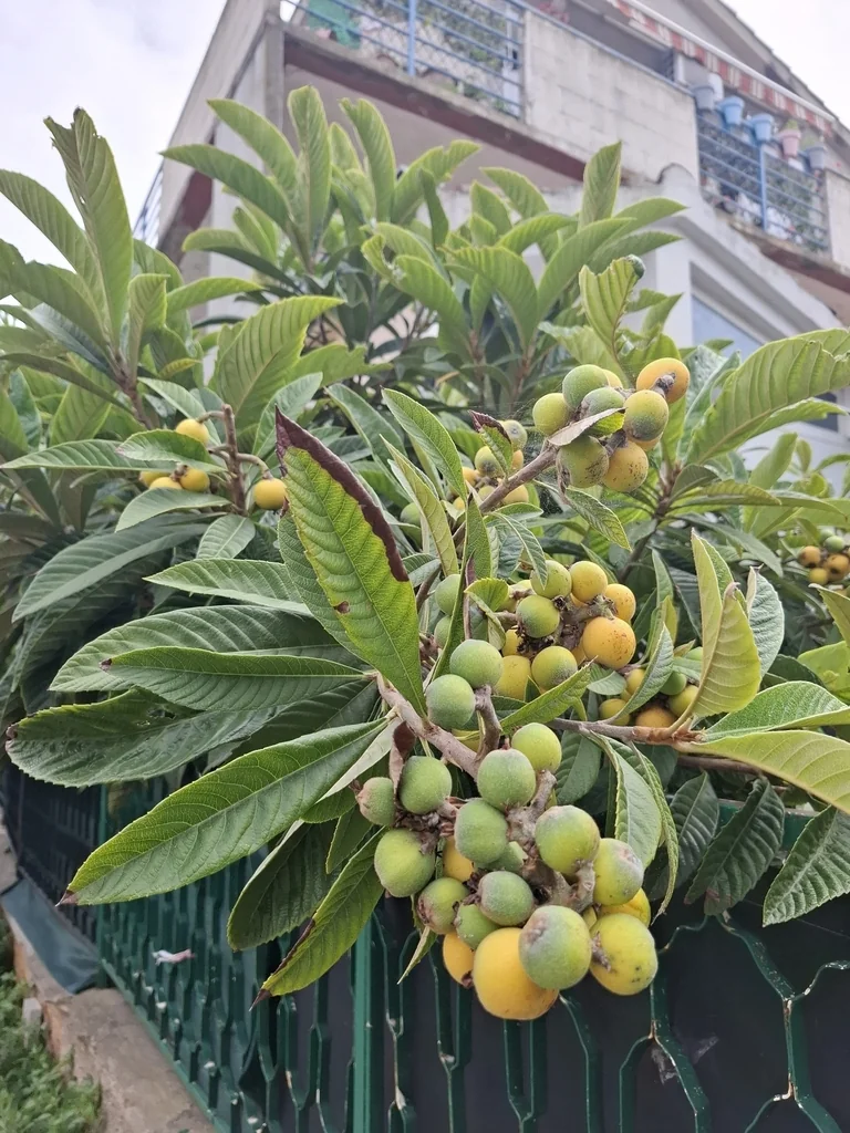 Eriobotrya Japonica