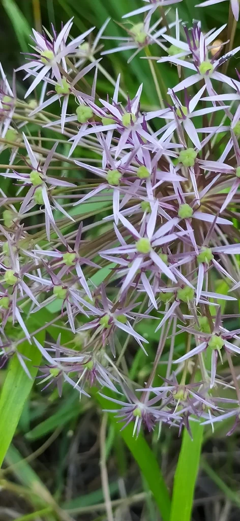 Allium Cristophii