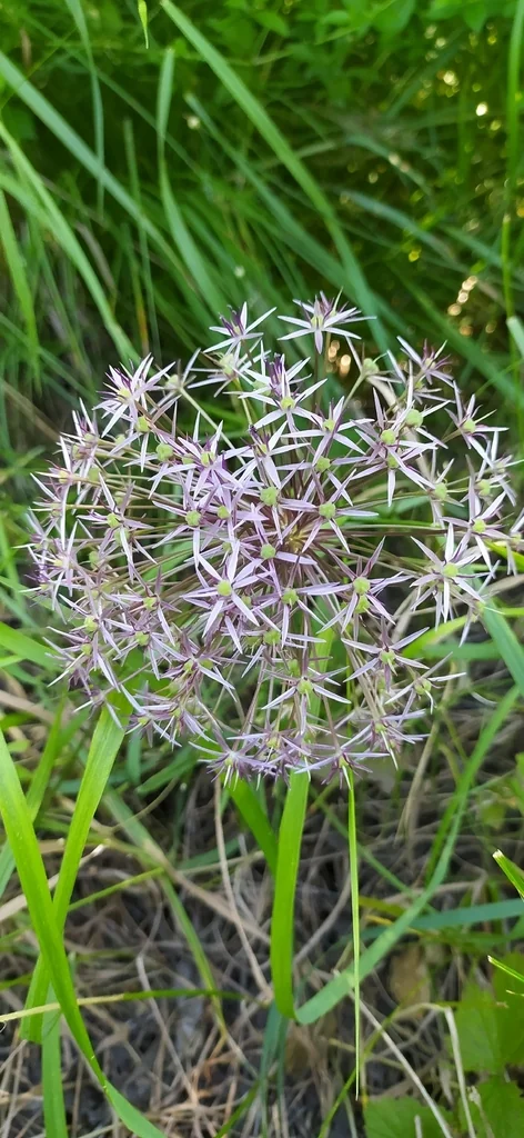 Allium Cristophii