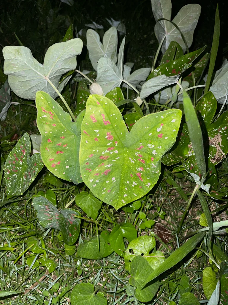 Caladium hortulanum