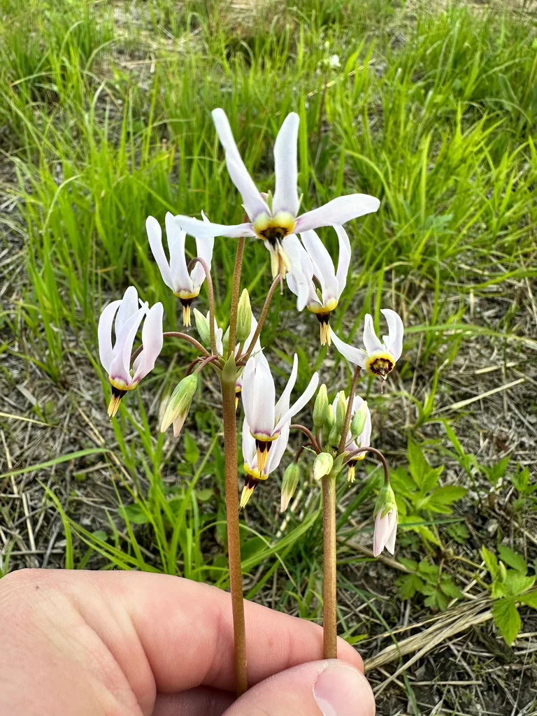 Dodecatheon Meadia