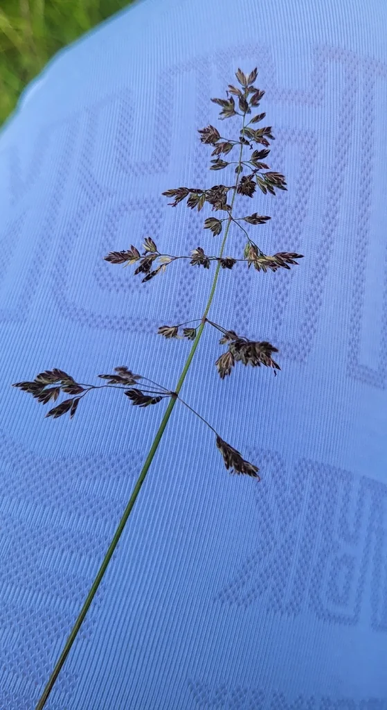 Poa Pratensis