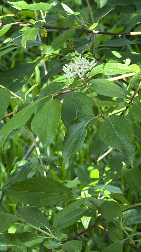 Cornus Amomum