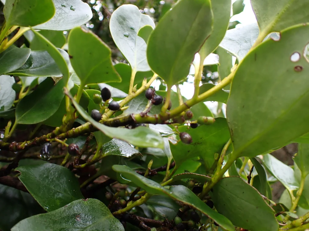 Griselinia Littoralis