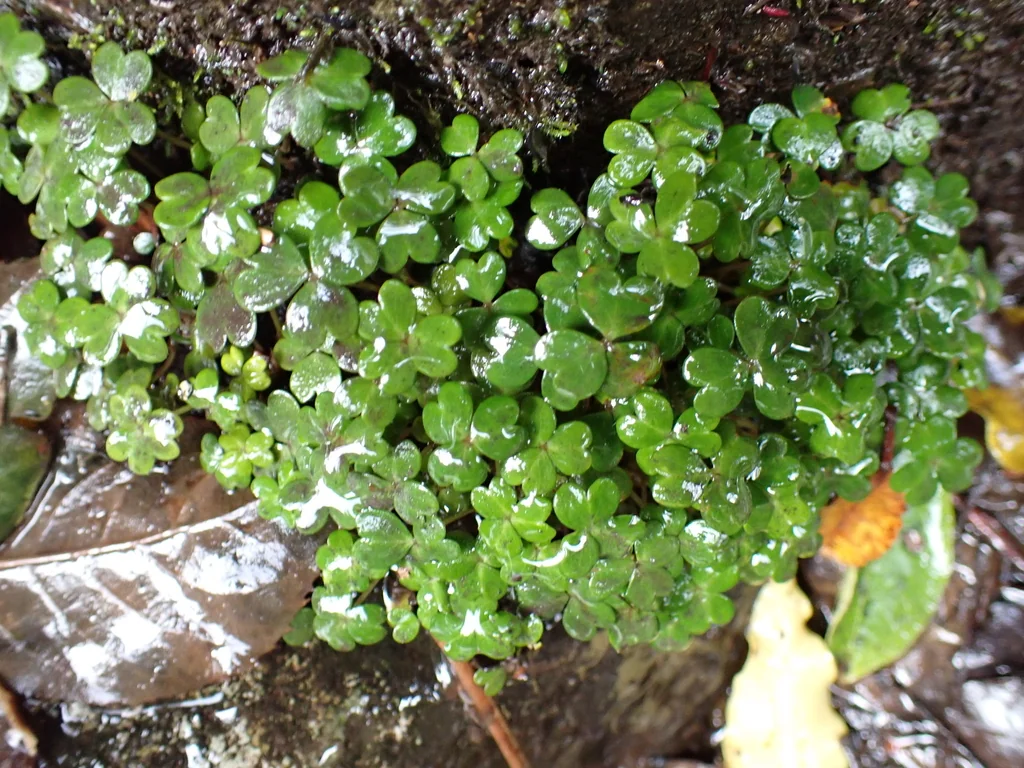 Oxalis Magellanica