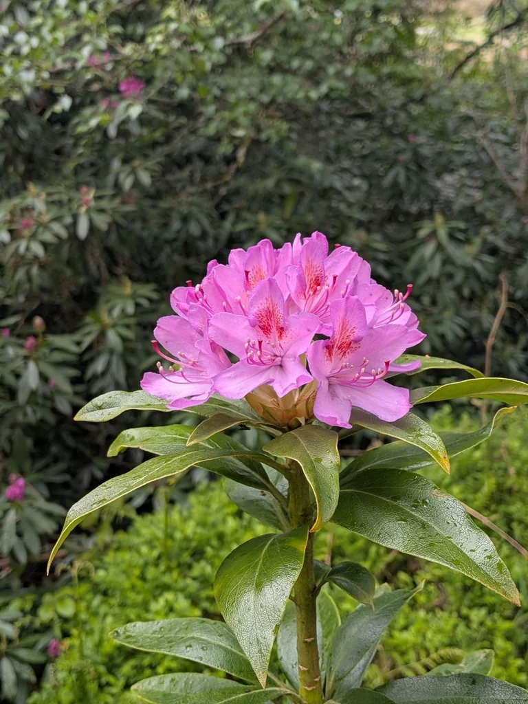 Rhododendron Ponticum