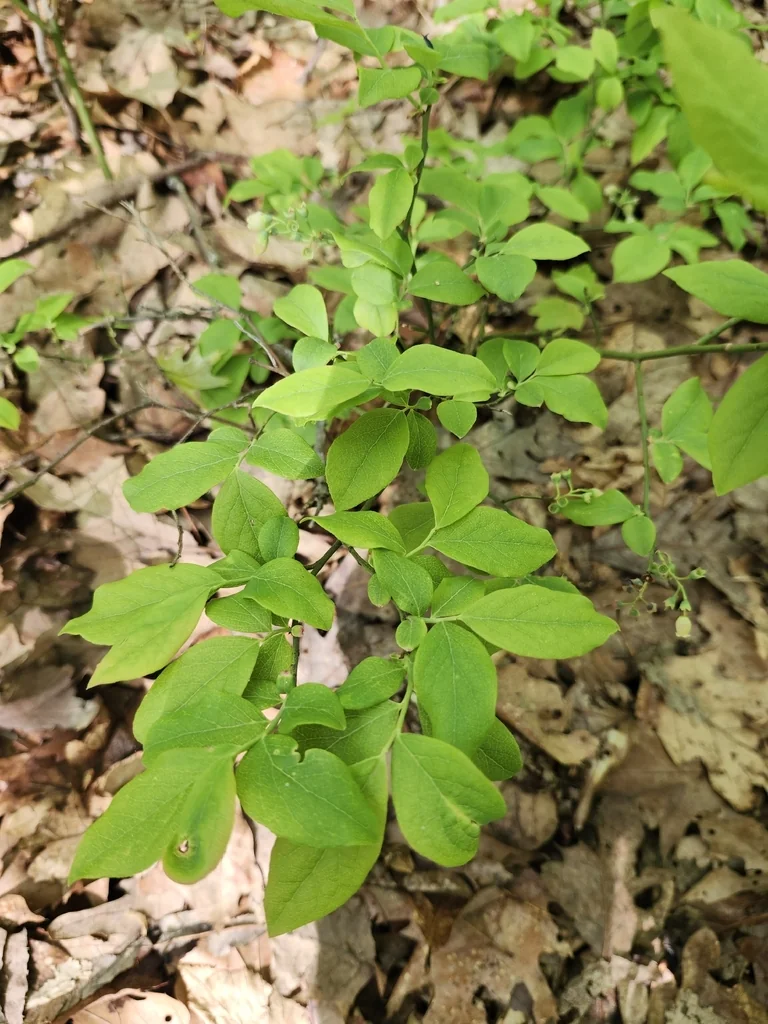 Vaccinium Pallidum