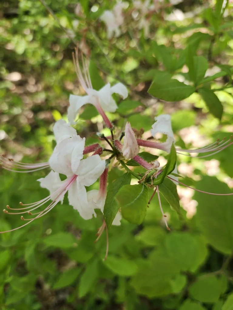 Rhododendron Periclymenoides