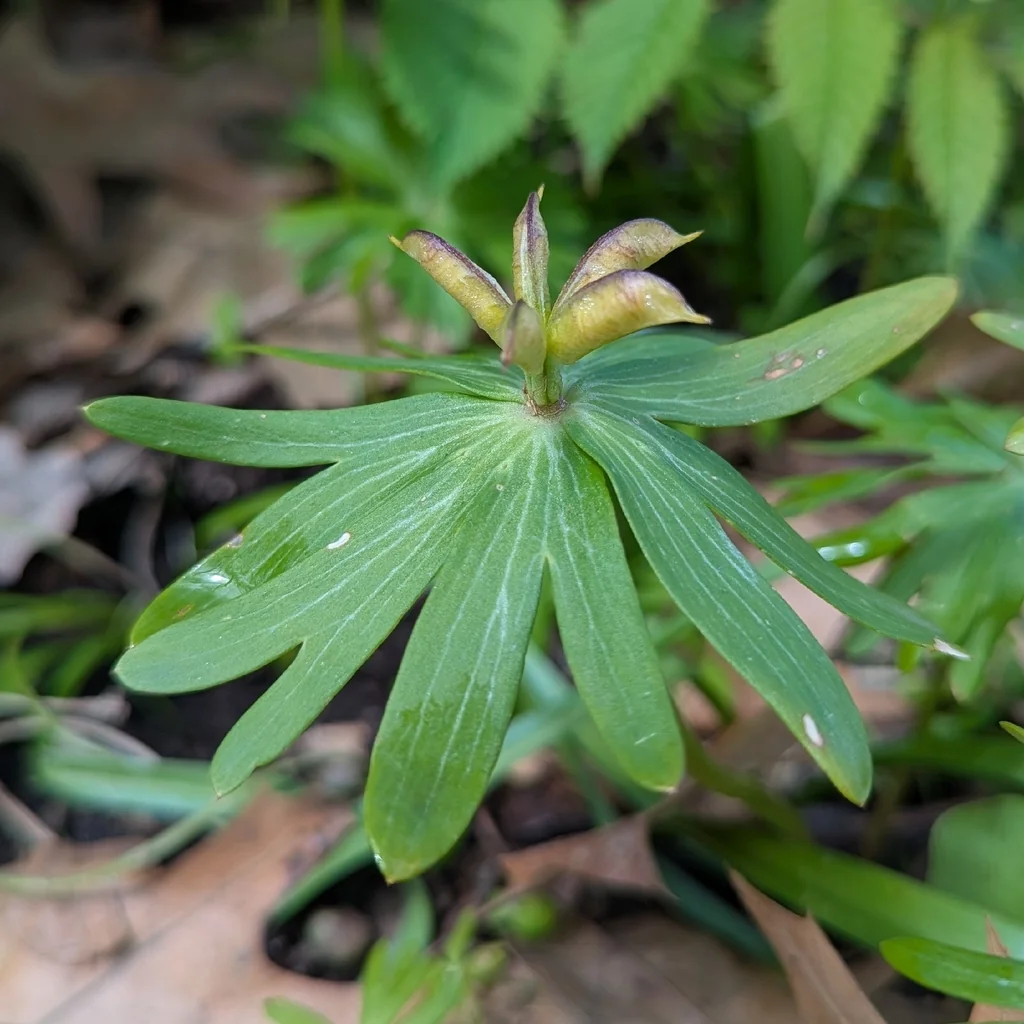 Eranthis Hyemalis