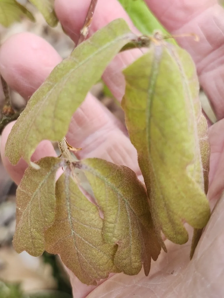 Quercus Bicolor