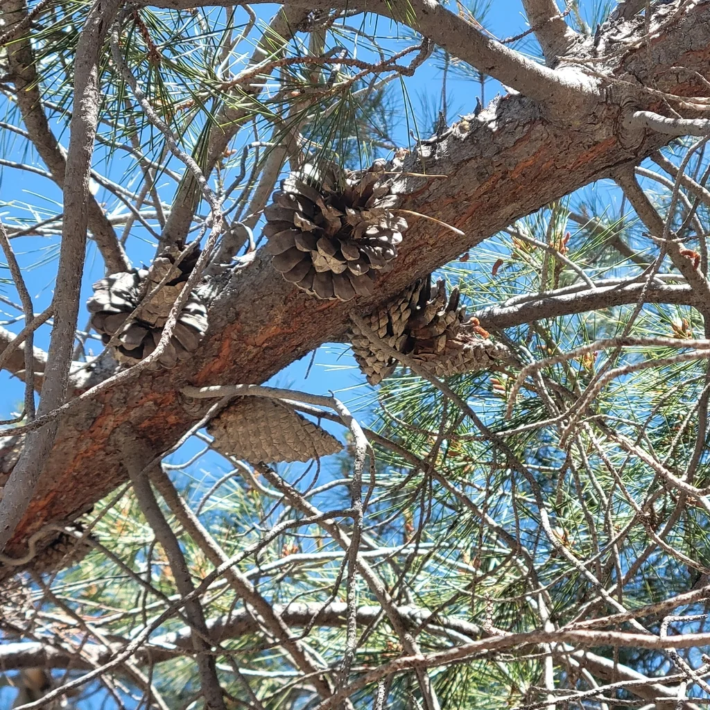 Pinus Attenuata