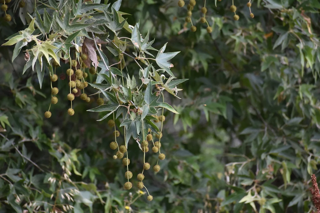 Platanus Racemosa