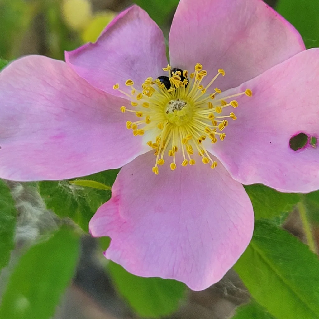 Rosa Californica