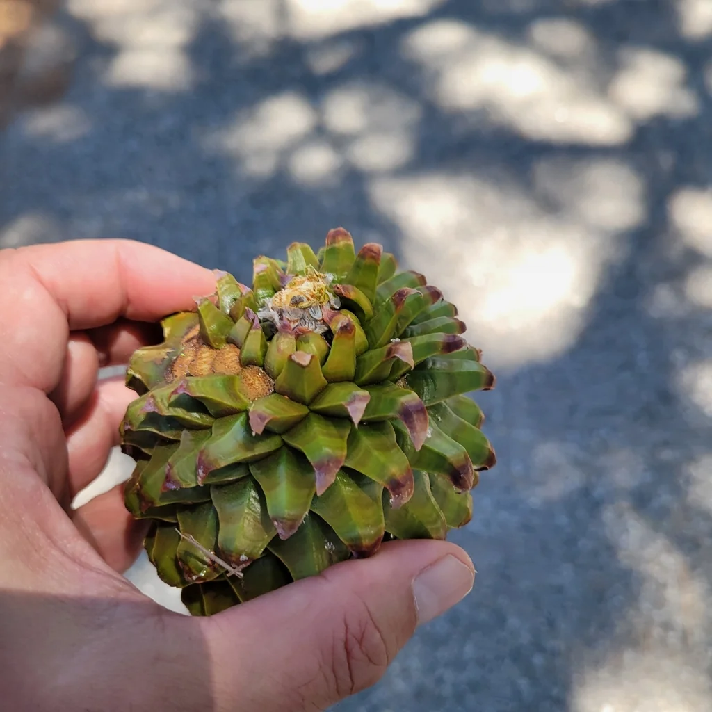 Pinus Sabiniana