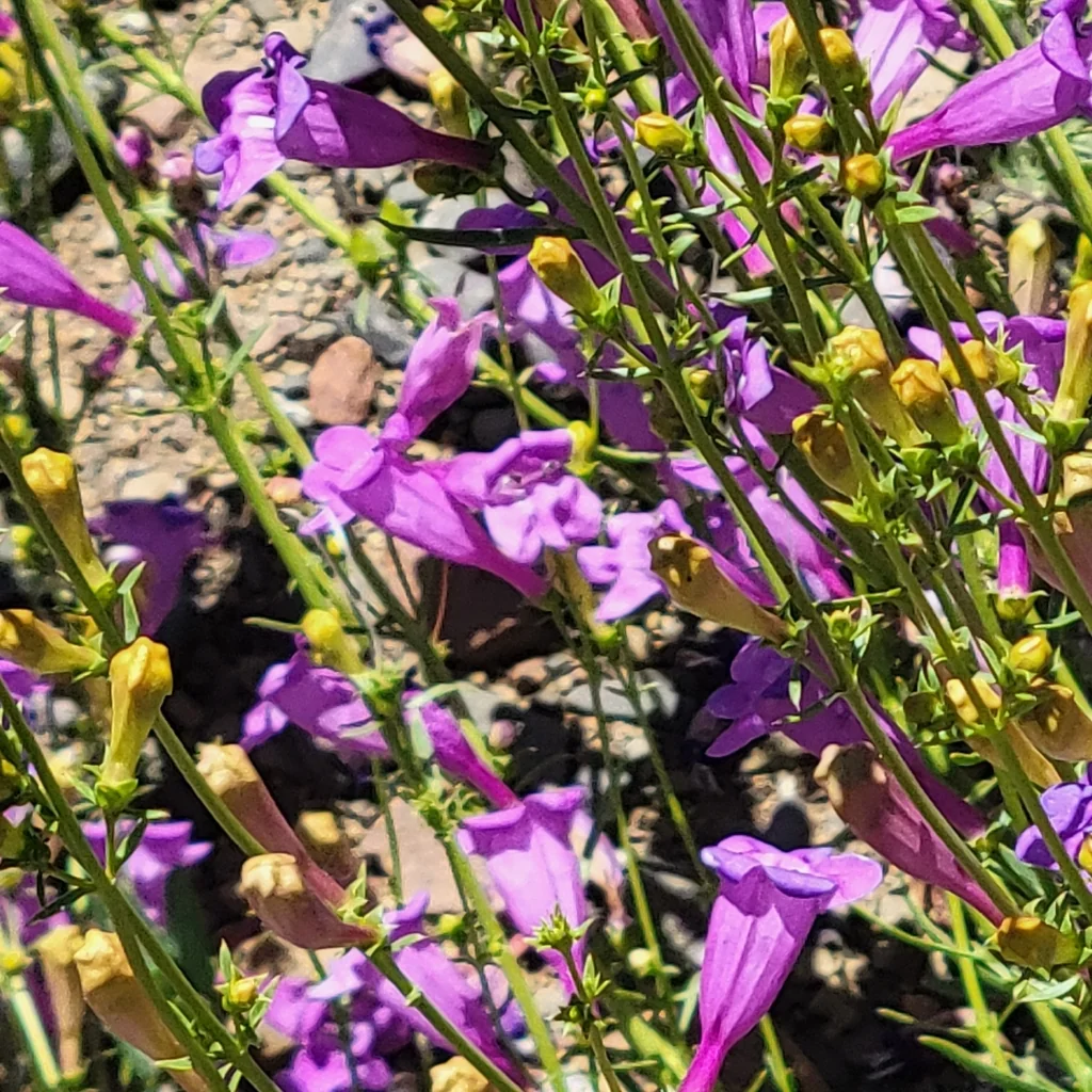 Penstemon Heterophyllus