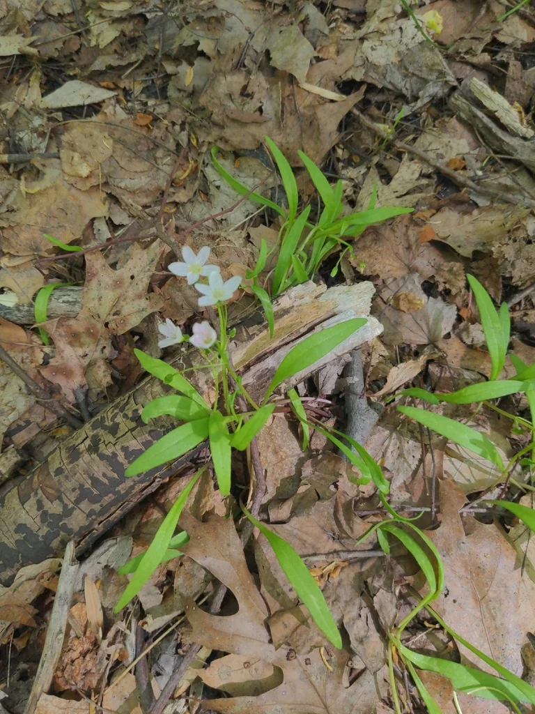 Claytonia Virginica