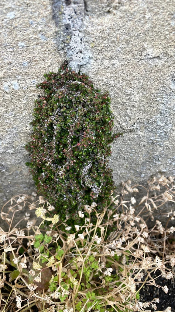 Soleirolia Soleirolii