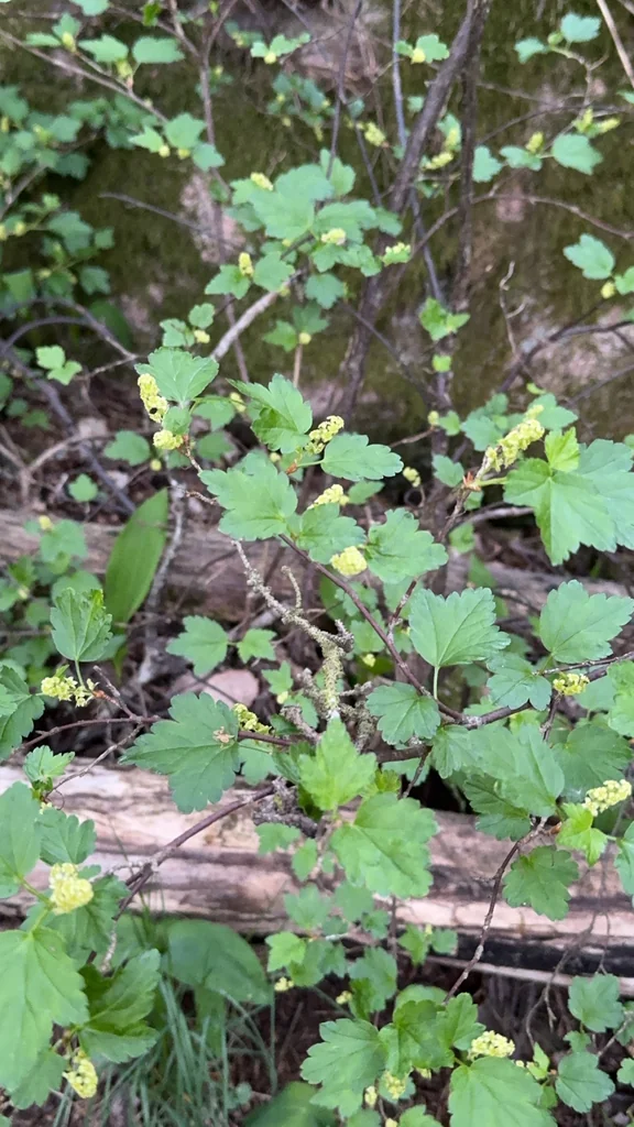 Ribes Alpinum